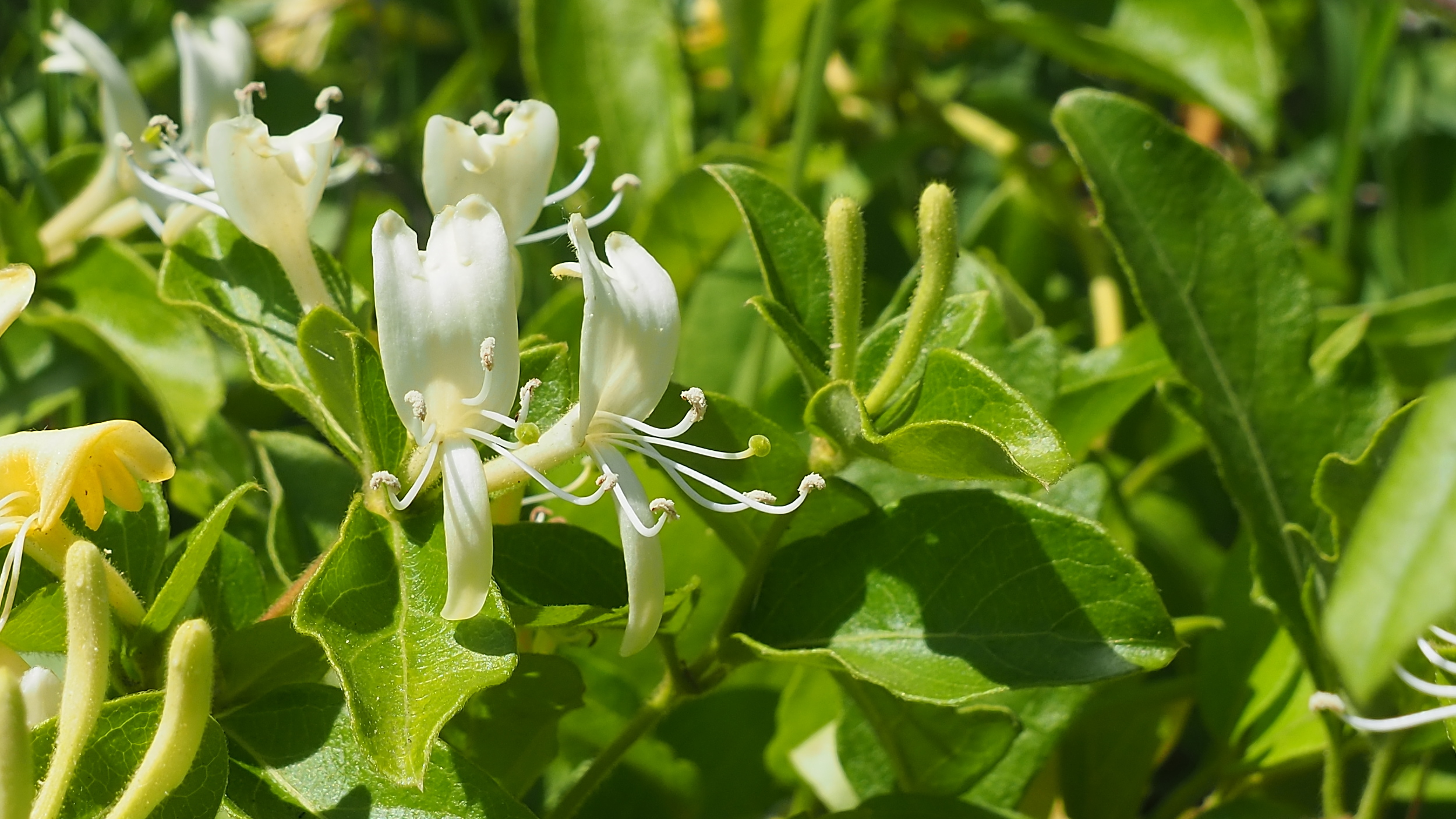 キンギンカ（金銀花）